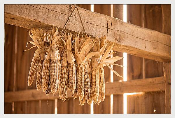 Dried Corn Hanging From Rustic Beam