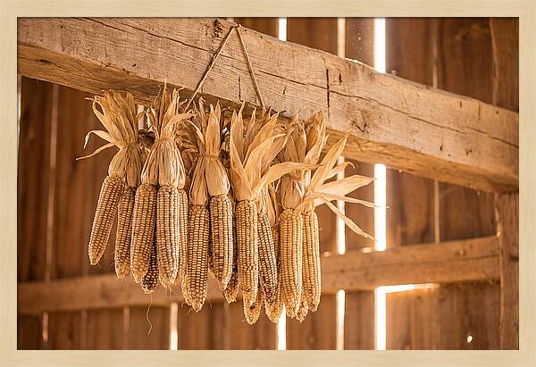 Dried Corn Hanging From Rustic Beam