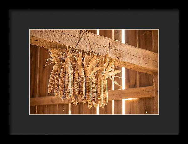 Dried Corn Hanging From Rustic Beam