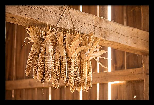 Dried Corn Hanging From Rustic Beam
