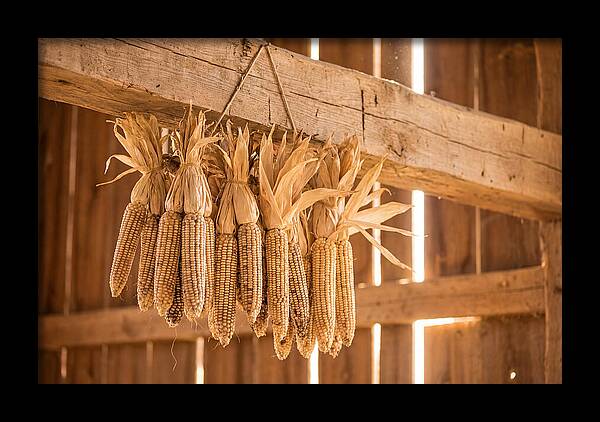 Dried Corn Hanging From Rustic Beam