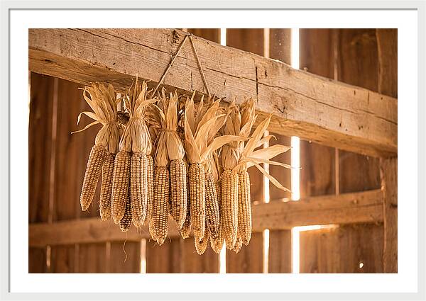 Dried Corn Hanging From Rustic Beam
