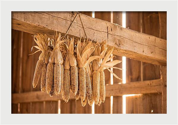 Dried Corn Hanging From Rustic Beam
