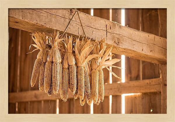 Dried Corn Hanging From Rustic Beam