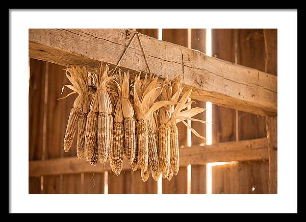 Dried Corn Hanging From Rustic Beam