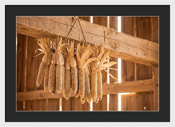 Dried Corn Hanging From Rustic Beam