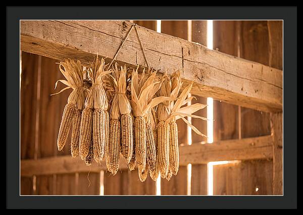 Dried Corn Hanging From Rustic Beam