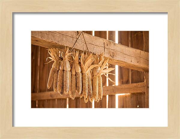 Dried Corn Hanging From Rustic Beam