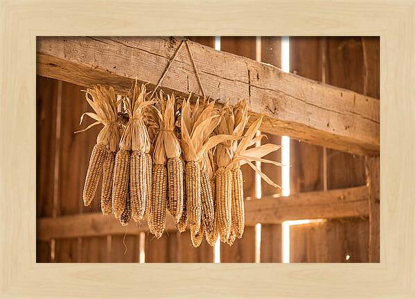 Dried Corn Hanging From Rustic Beam