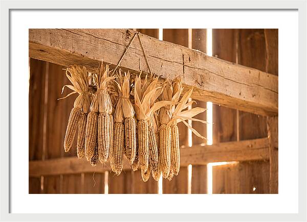 Dried Corn Hanging From Rustic Beam