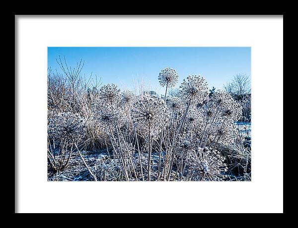 Dried Ornamental Onion Seed Heads