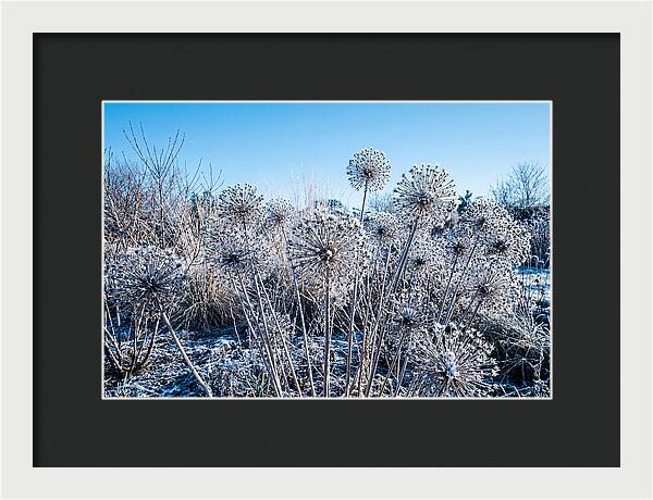 Dried Ornamental Onion Seed Heads