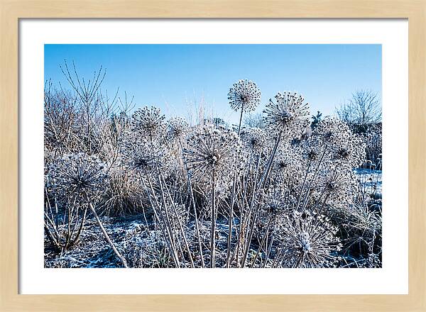 Dried Ornamental Onion Seed Heads
