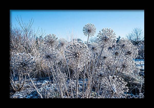 Dried Ornamental Onion Seed Heads
