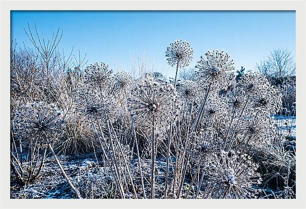 Dried Ornamental Onion Seed Heads