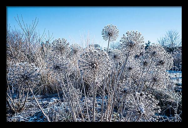 Dried Ornamental Onion Seed Heads