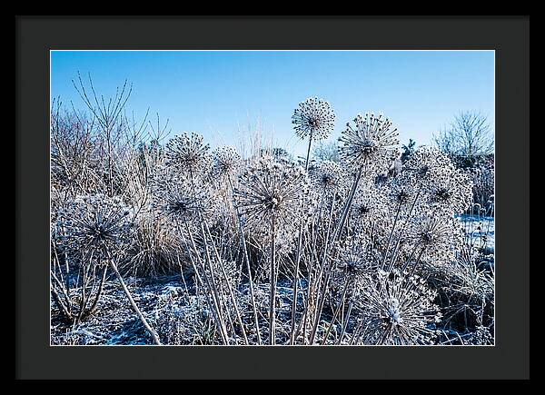Dried Ornamental Onion Seed Heads
