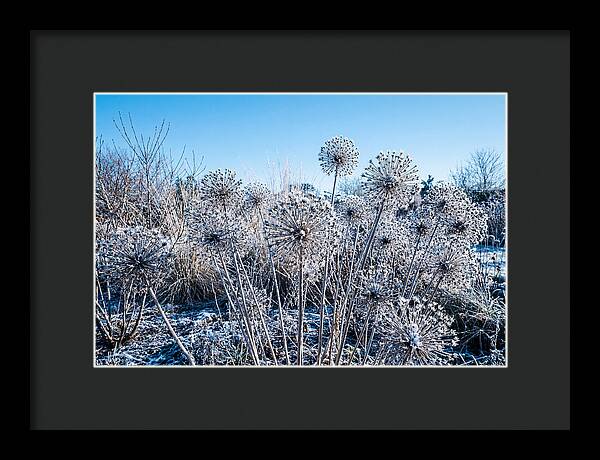 Dried Ornamental Onion Seed Heads