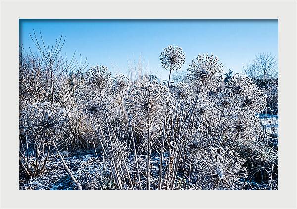 Dried Ornamental Onion Seed Heads