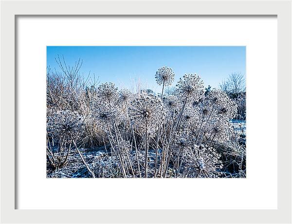 Dried Ornamental Onion Seed Heads
