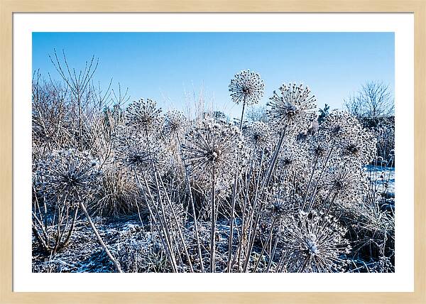 Dried Ornamental Onion Seed Heads