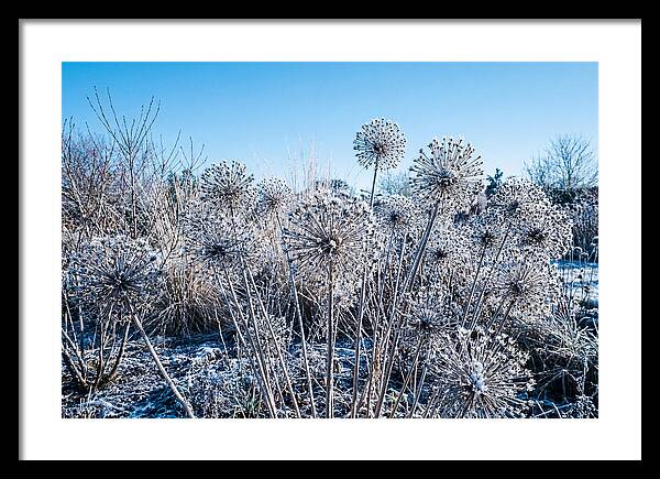 Dried Ornamental Onion Seed Heads