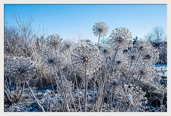 Dried Ornamental Onion Seed Heads