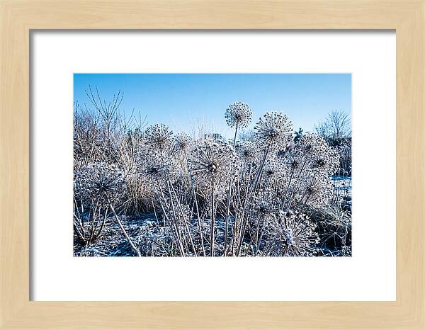 Dried Ornamental Onion Seed Heads
