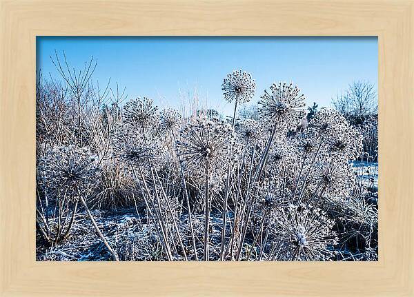 Dried Ornamental Onion Seed Heads