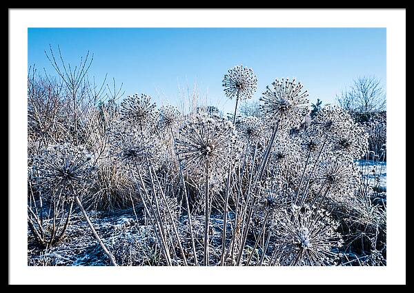 Dried Ornamental Onion Seed Heads