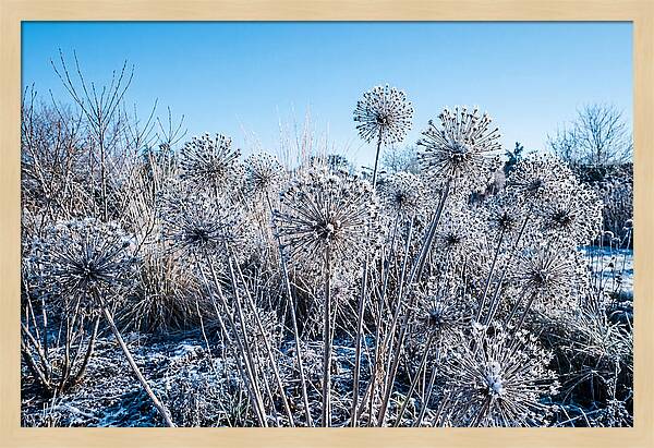 Dried Ornamental Onion Seed Heads