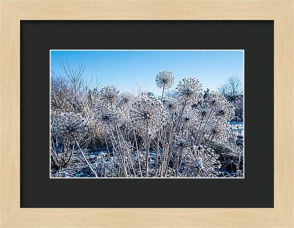 Dried Ornamental Onion Seed Heads