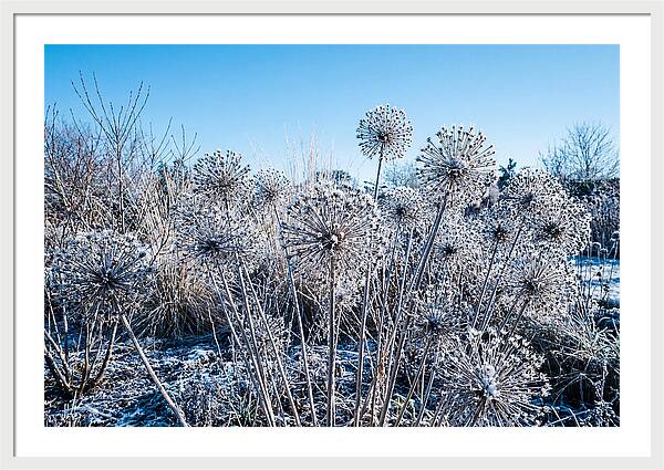 Dried Ornamental Onion Seed Heads