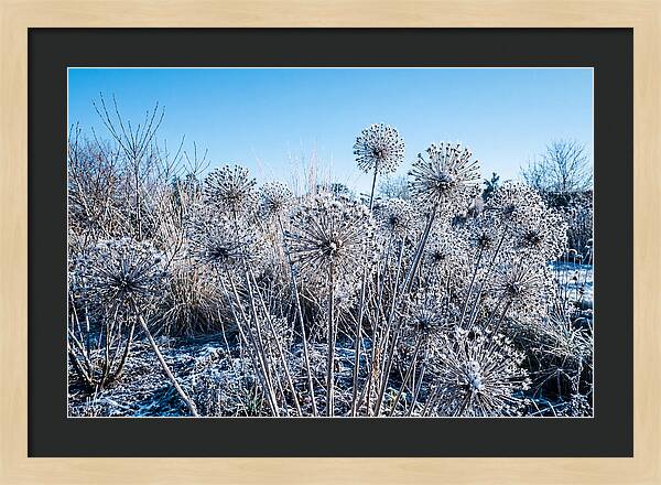 Dried Ornamental Onion Seed Heads