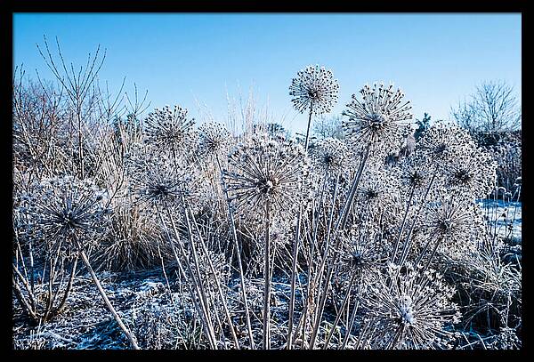 Dried Ornamental Onion Seed Heads