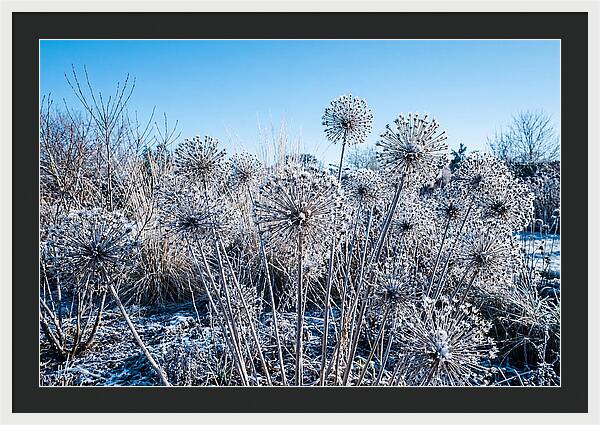 Dried Ornamental Onion Seed Heads