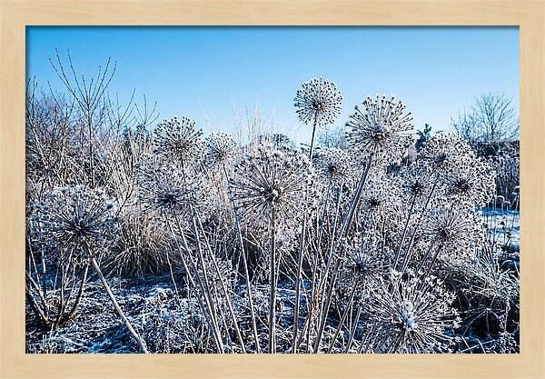 Dried Ornamental Onion Seed Heads