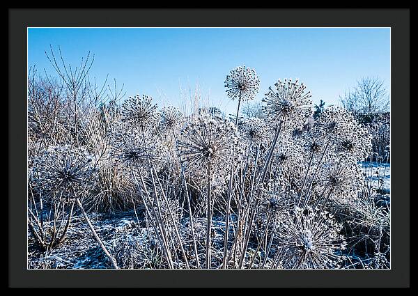 Dried Ornamental Onion Seed Heads