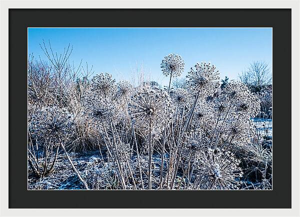 Dried Ornamental Onion Seed Heads