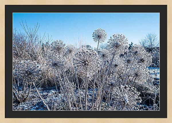 Dried Ornamental Onion Seed Heads