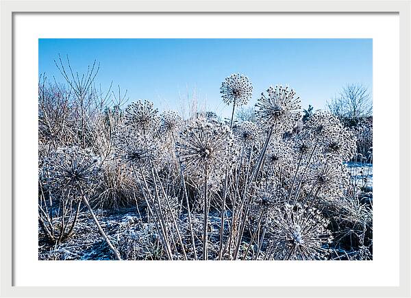 Dried Ornamental Onion Seed Heads