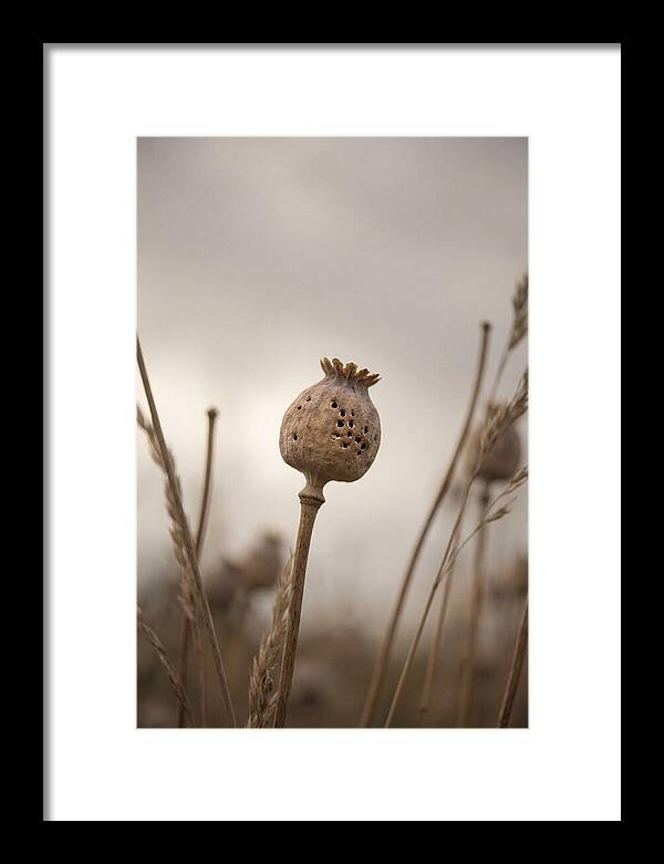 Dried Poppy Head Serenity