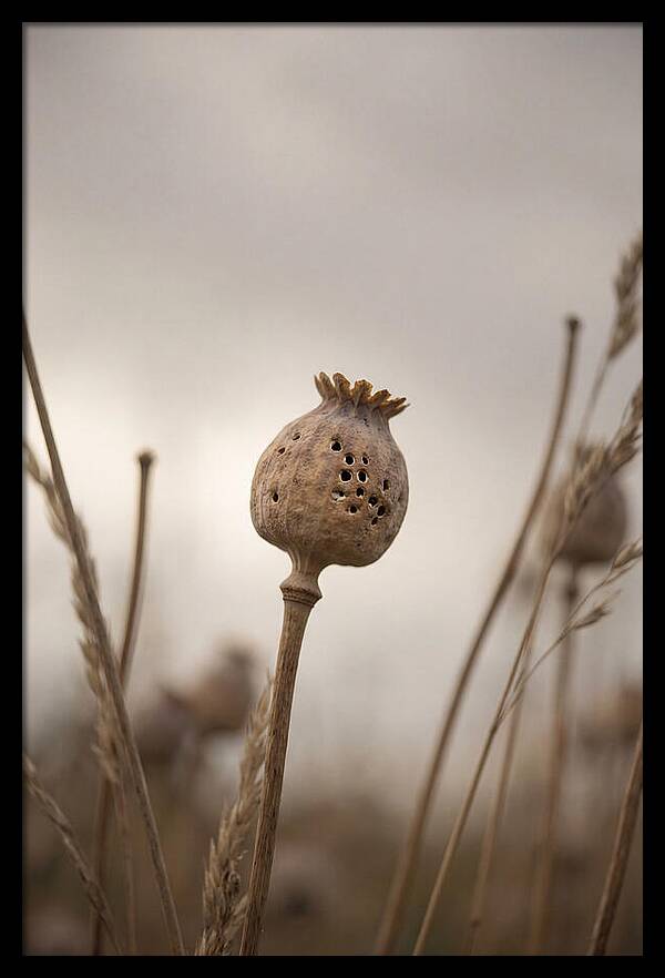 Dried Poppy Head Serenity