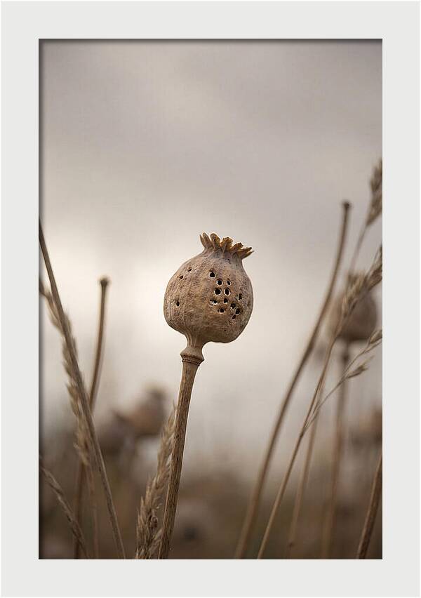 Dried Poppy Head Serenity