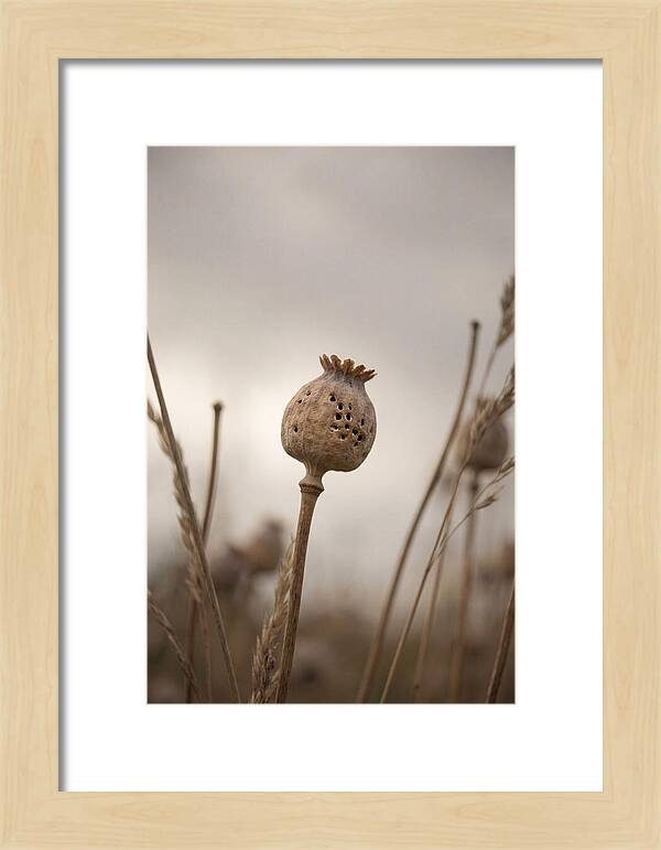 Dried Poppy Head Serenity