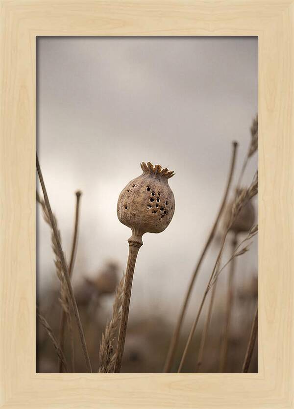 Dried Poppy Head Serenity