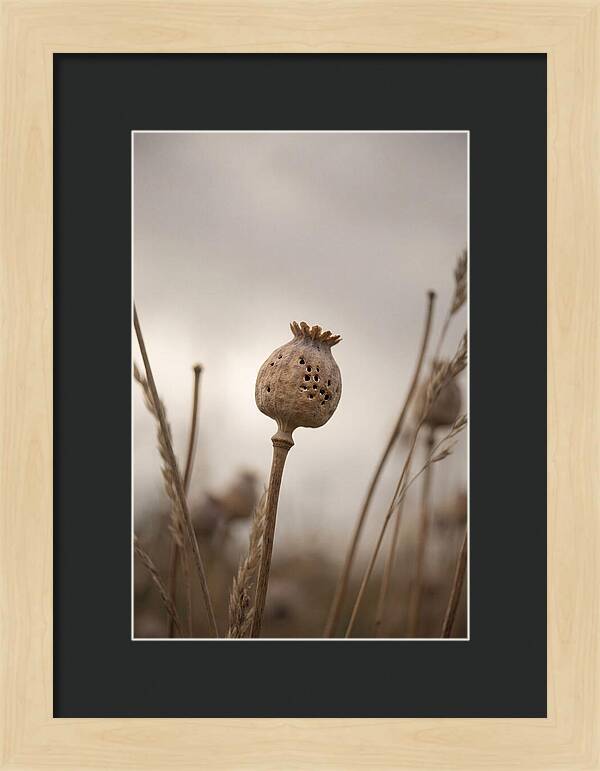 Dried Poppy Head Serenity