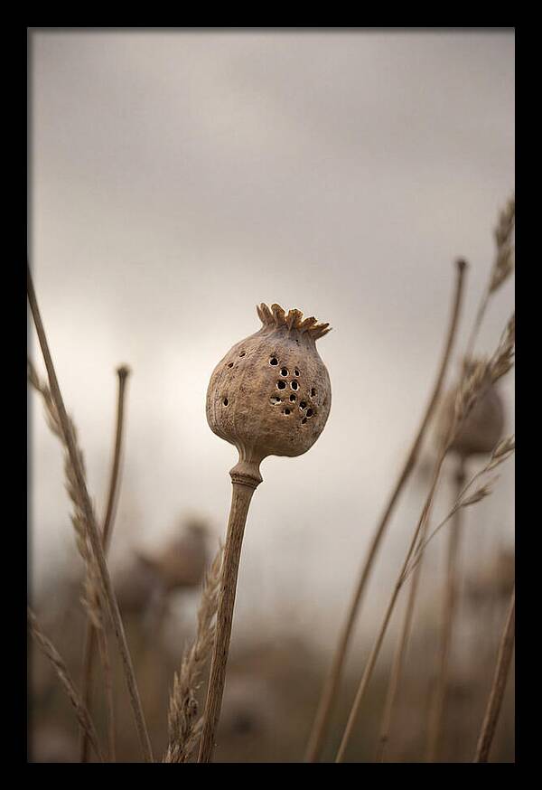 Dried Poppy Head Serenity
