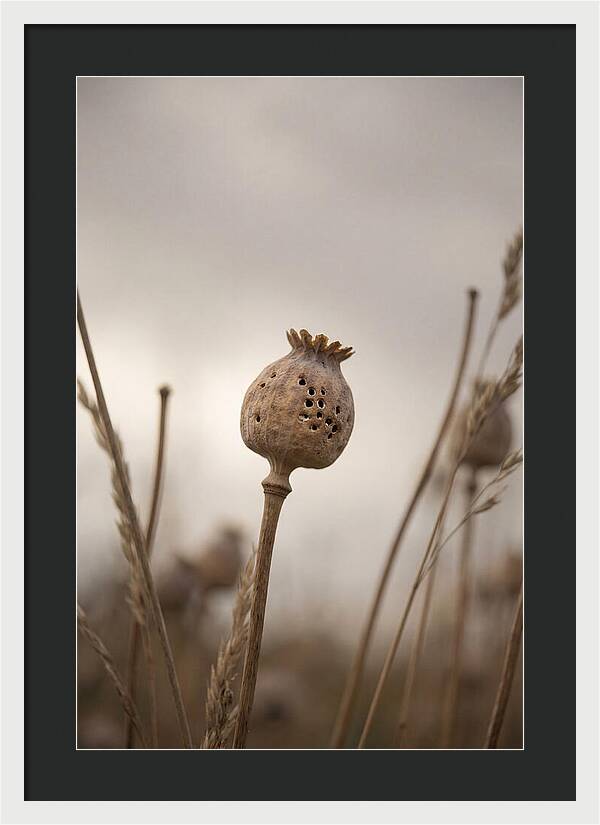 Dried Poppy Head Serenity