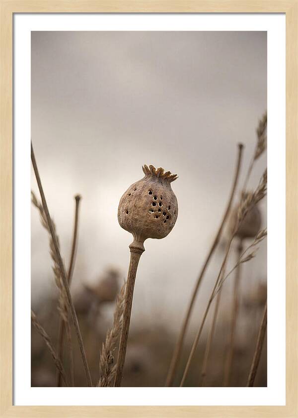 Dried Poppy Head Serenity